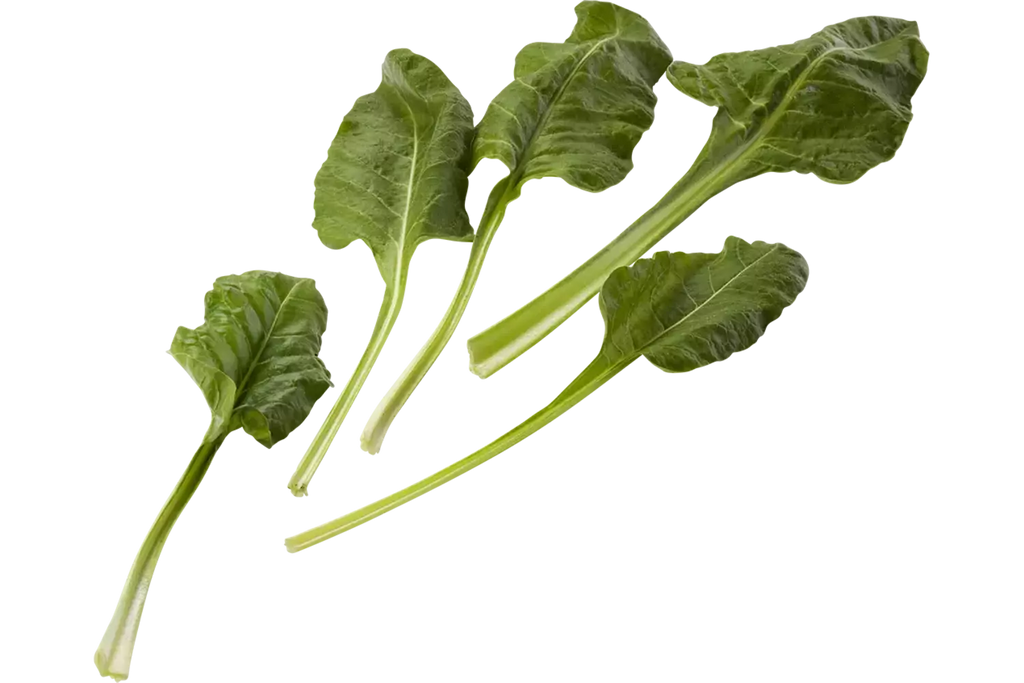 Snijbiet