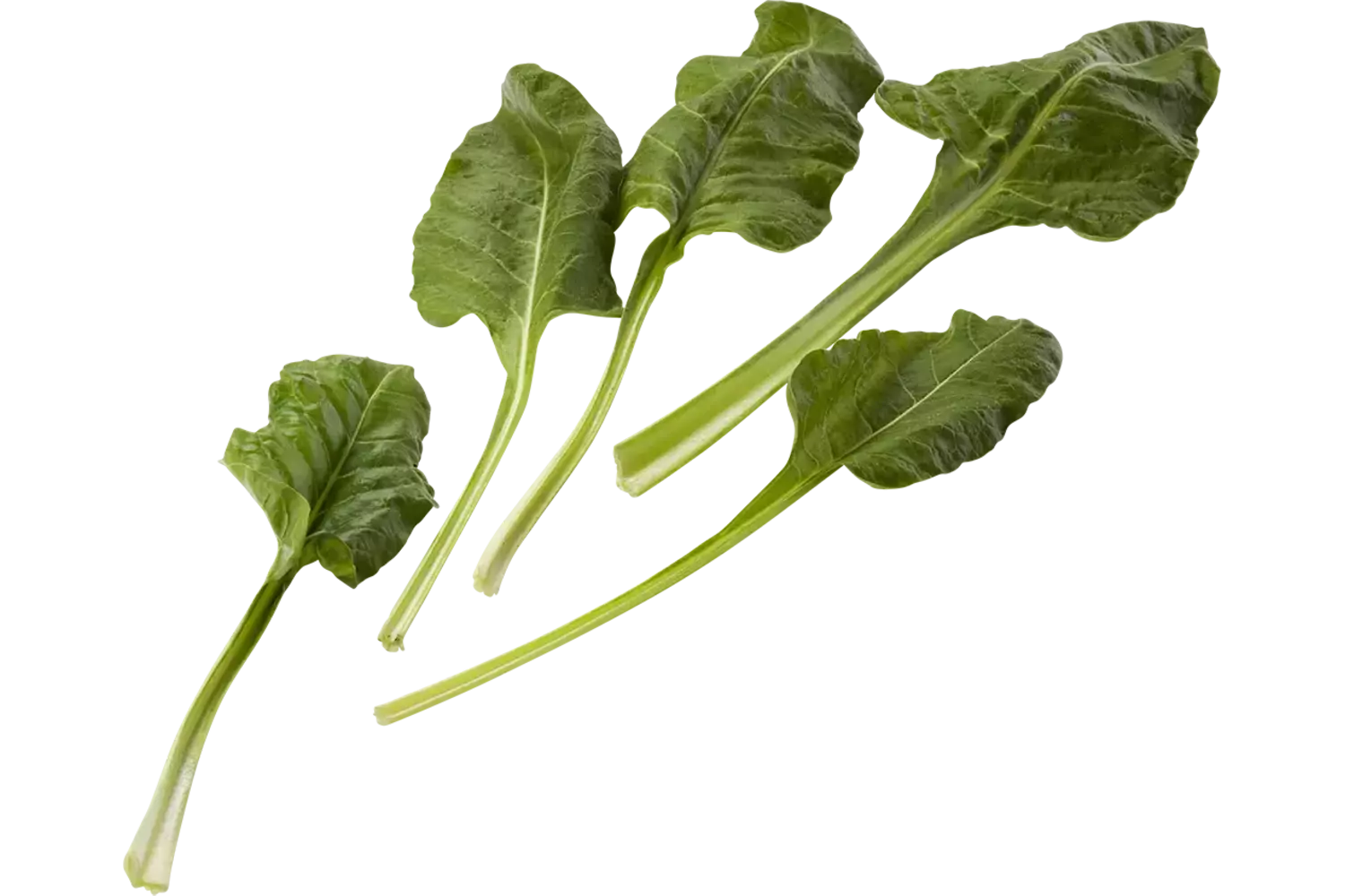 Snijbiet