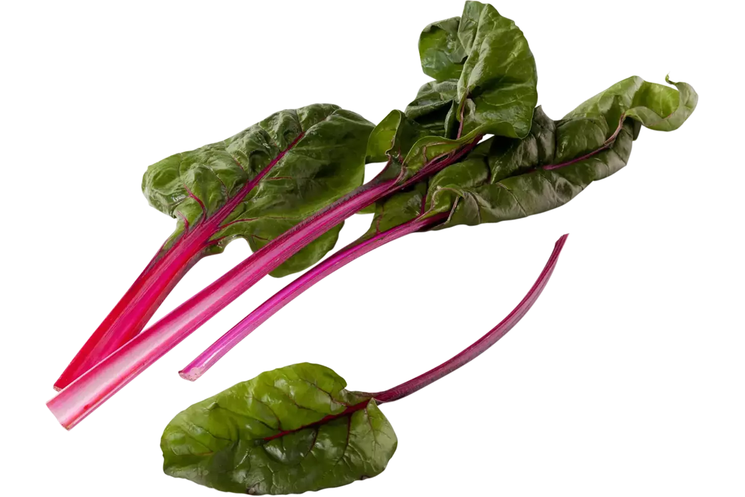 Snijbiet
