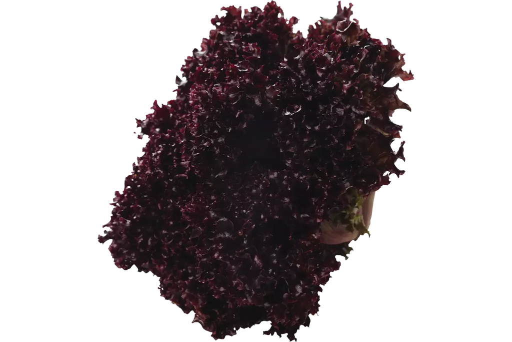 Lollo Rosso