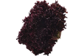 Lollo Rosso