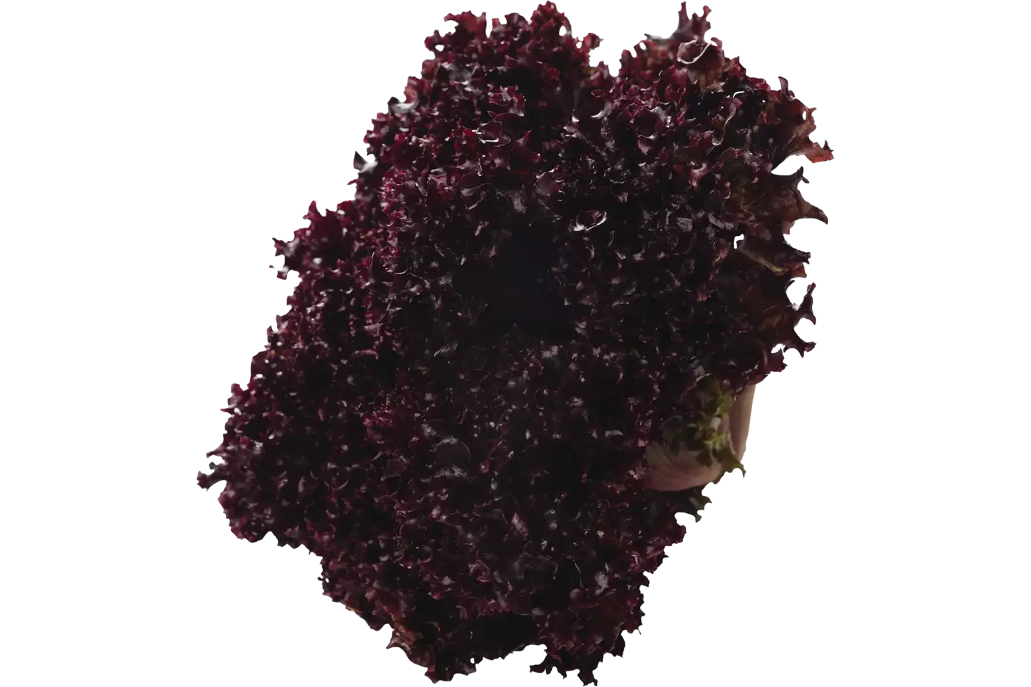 Lollo Rosso