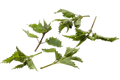 Brandnetel