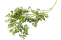 Kervel