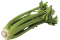Bleekselderij