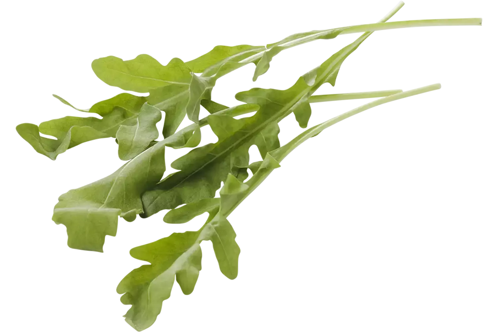 Rucola