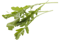Rucola