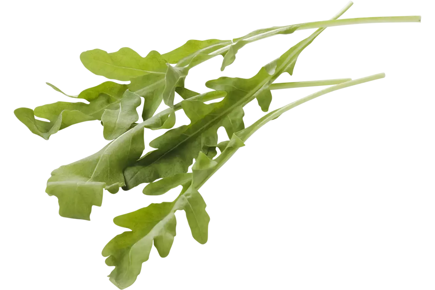Rucola