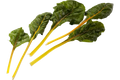 Snijbiet