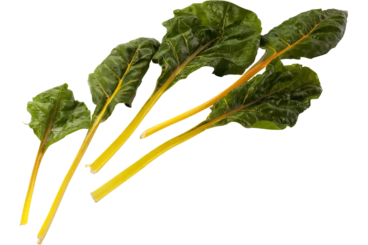 Snijbiet