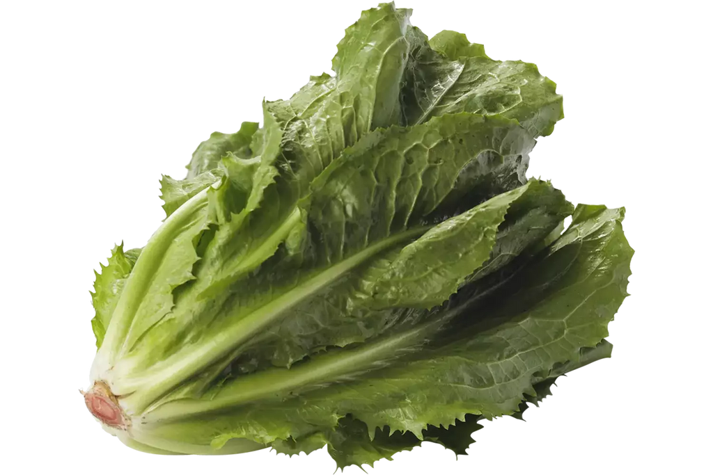 Andijvie