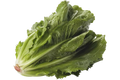 Andijvie