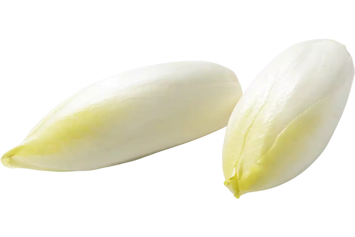Witlof