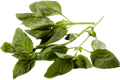 Basilicum