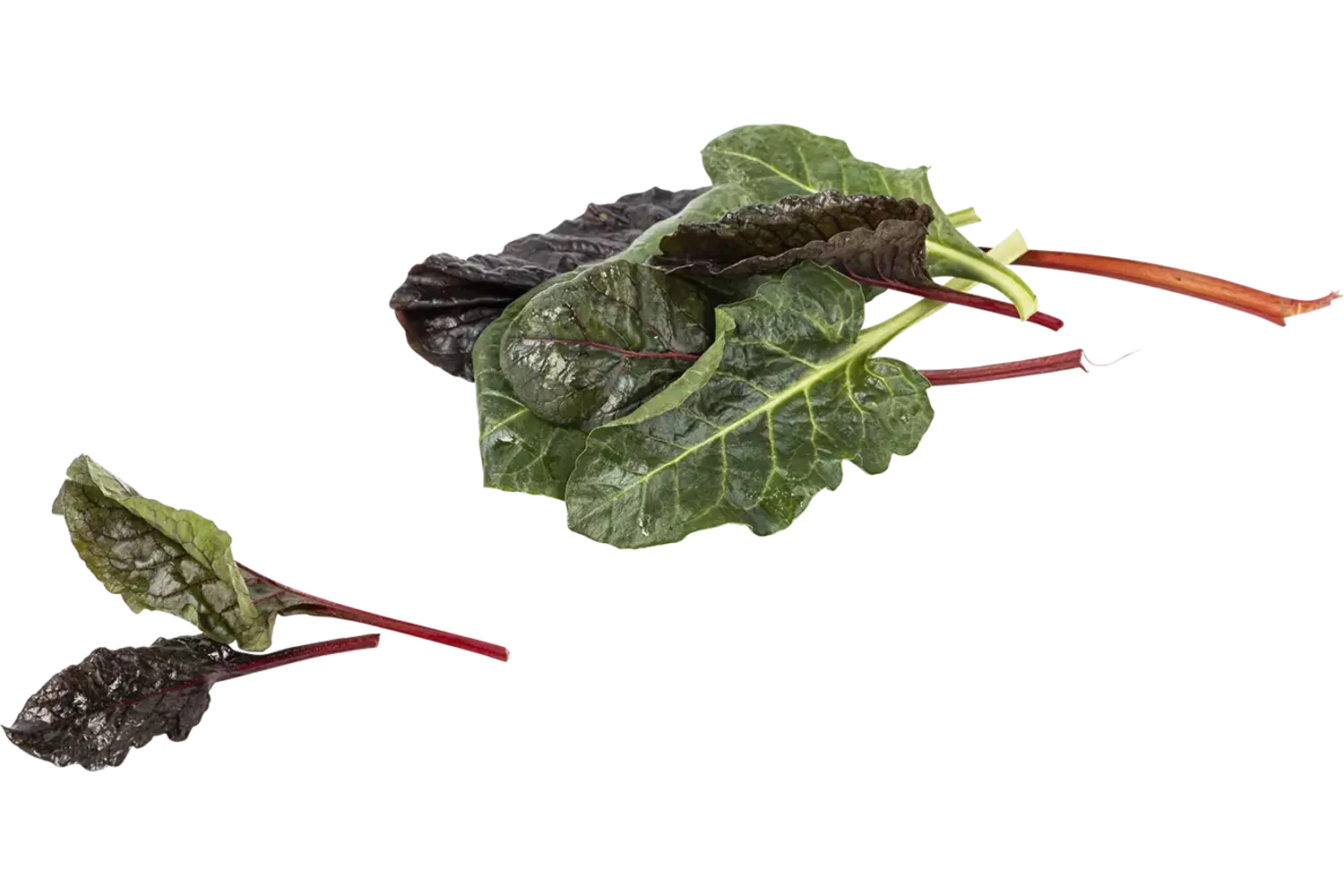Snijbiet