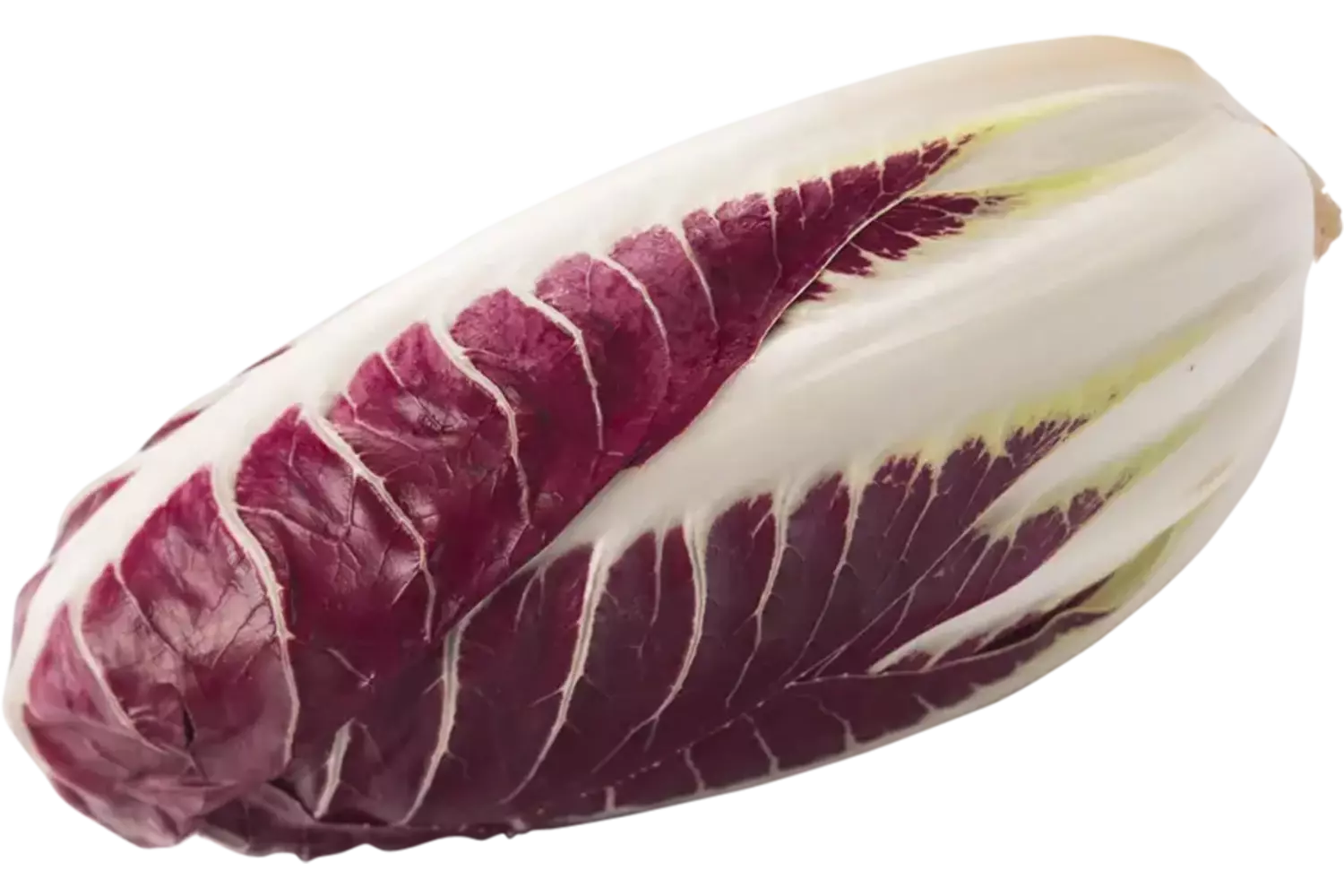 Roodlofsla (Treviso Precoce)