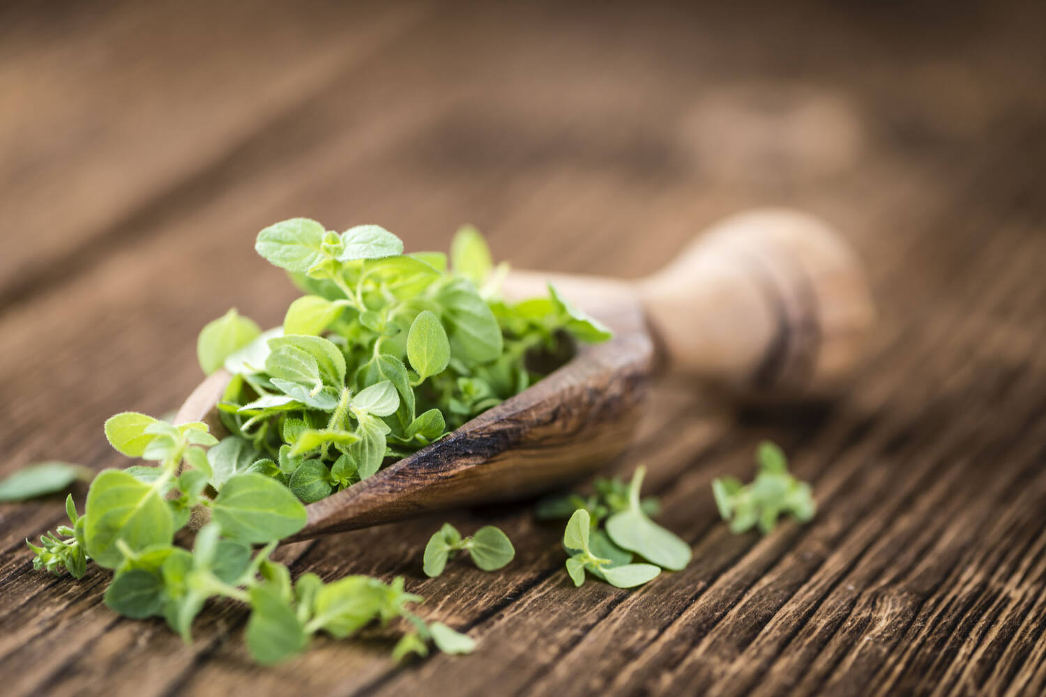 Oregano
