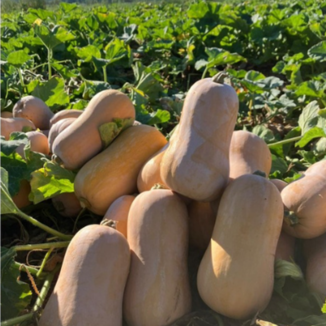 Flespompoen Butternut