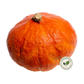 Hokkaido Pompoen duurzaam