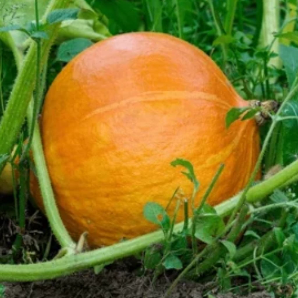 Hokkaido Pompoen duurzaam