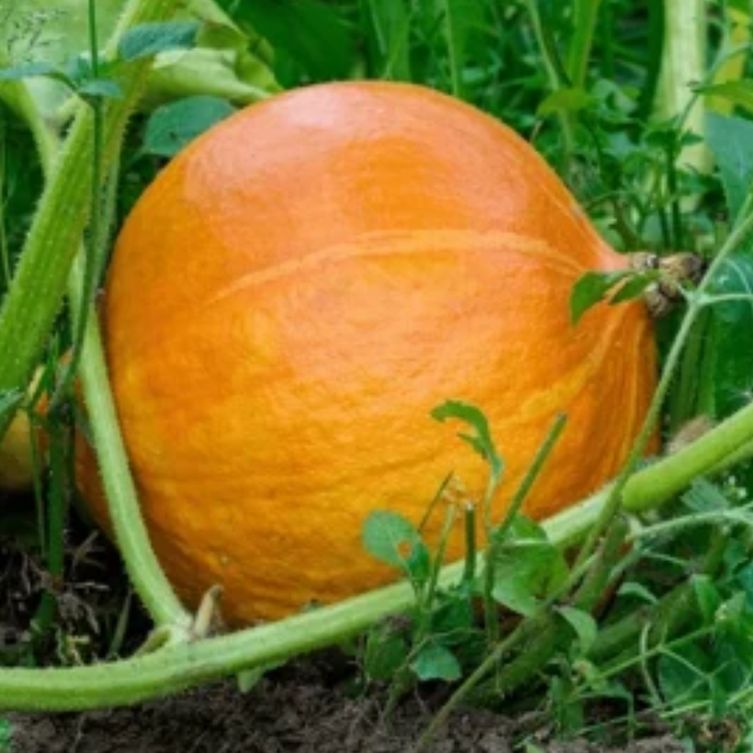 Hokkaido Pompoen duurzaam