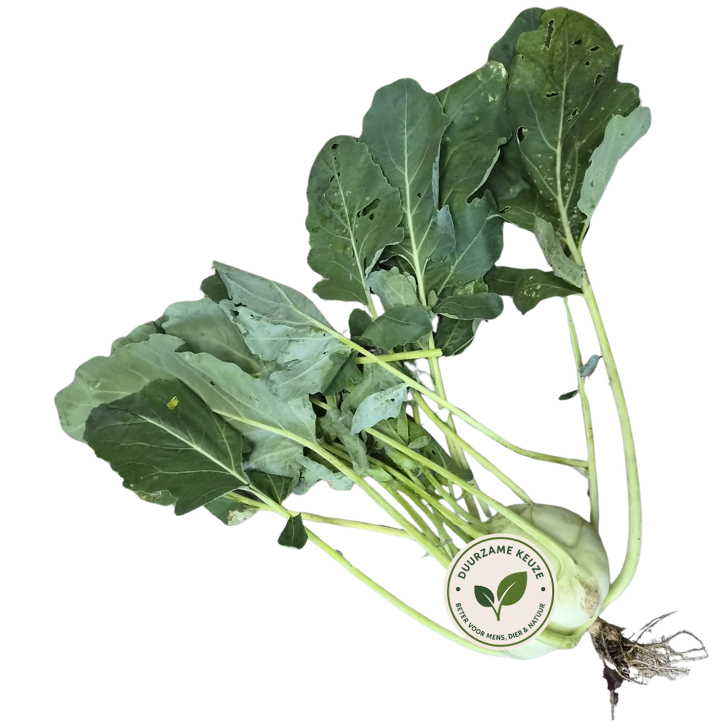 Koolrabi duurzaam