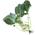 Koolrabi duurzaam