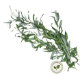 Wilgenblad en takken