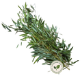 Bamboe