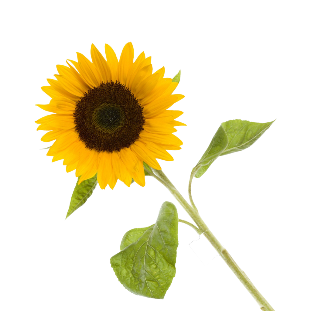 Zonnebloem