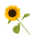 Zonnebloem