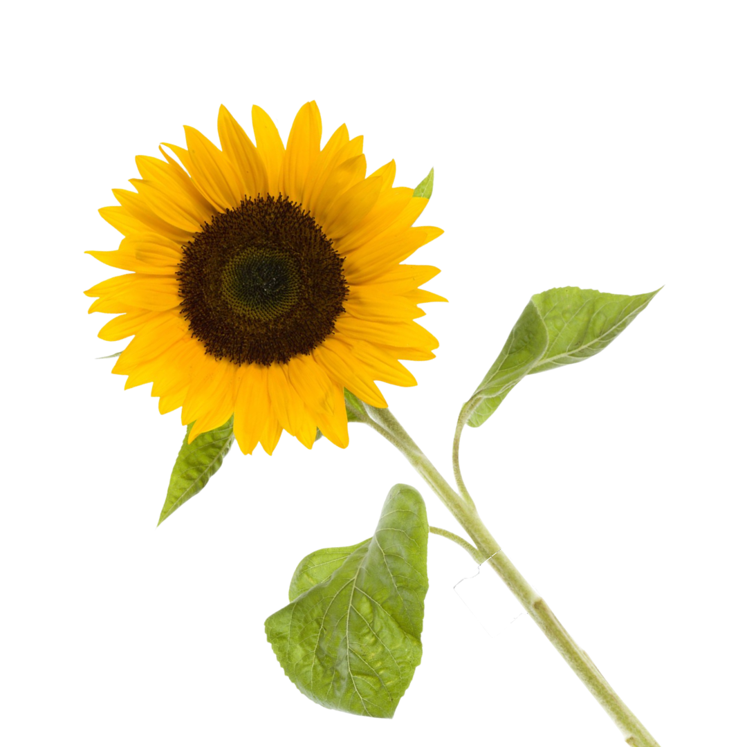 Zonnebloem