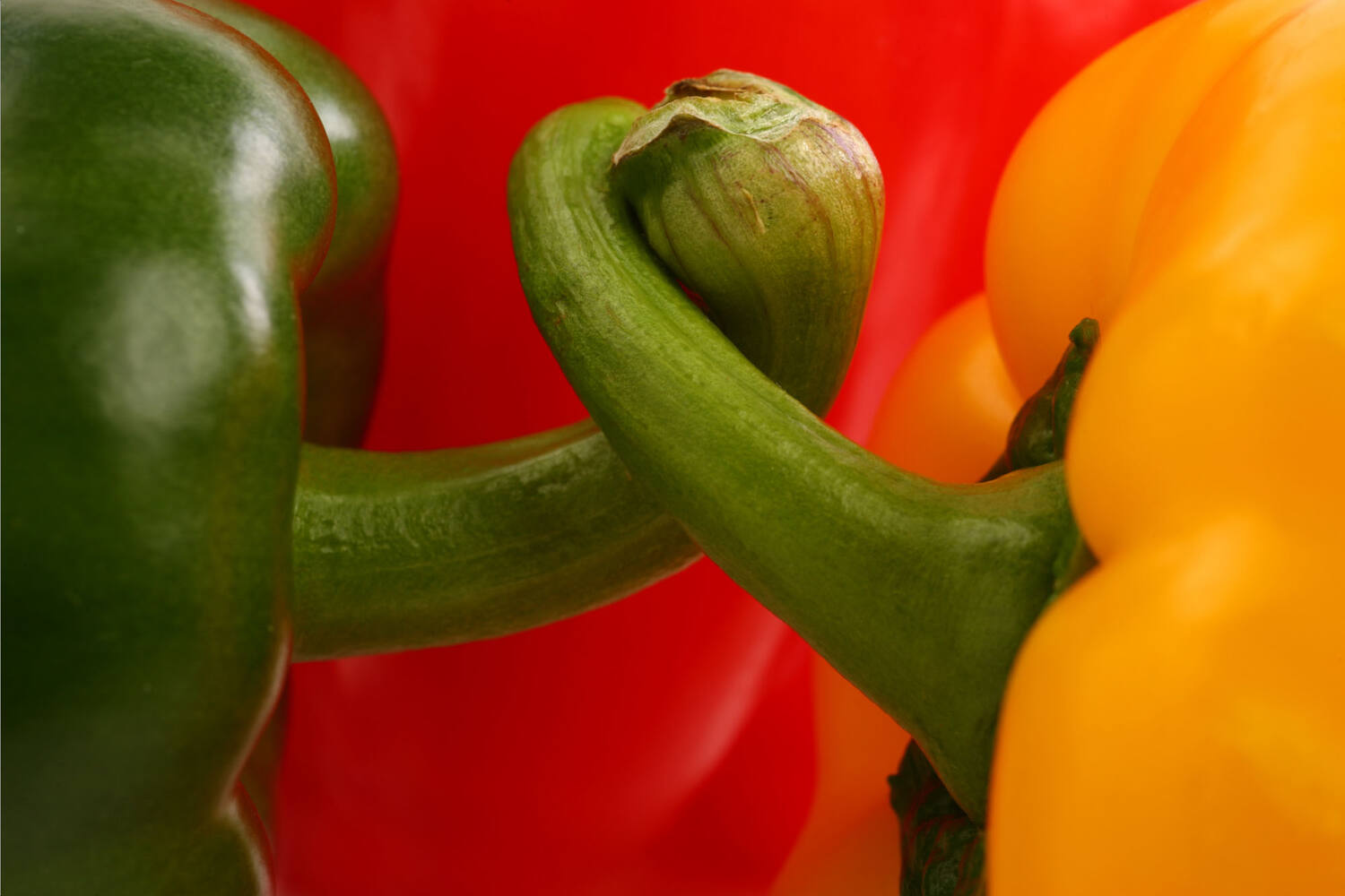 Paprika