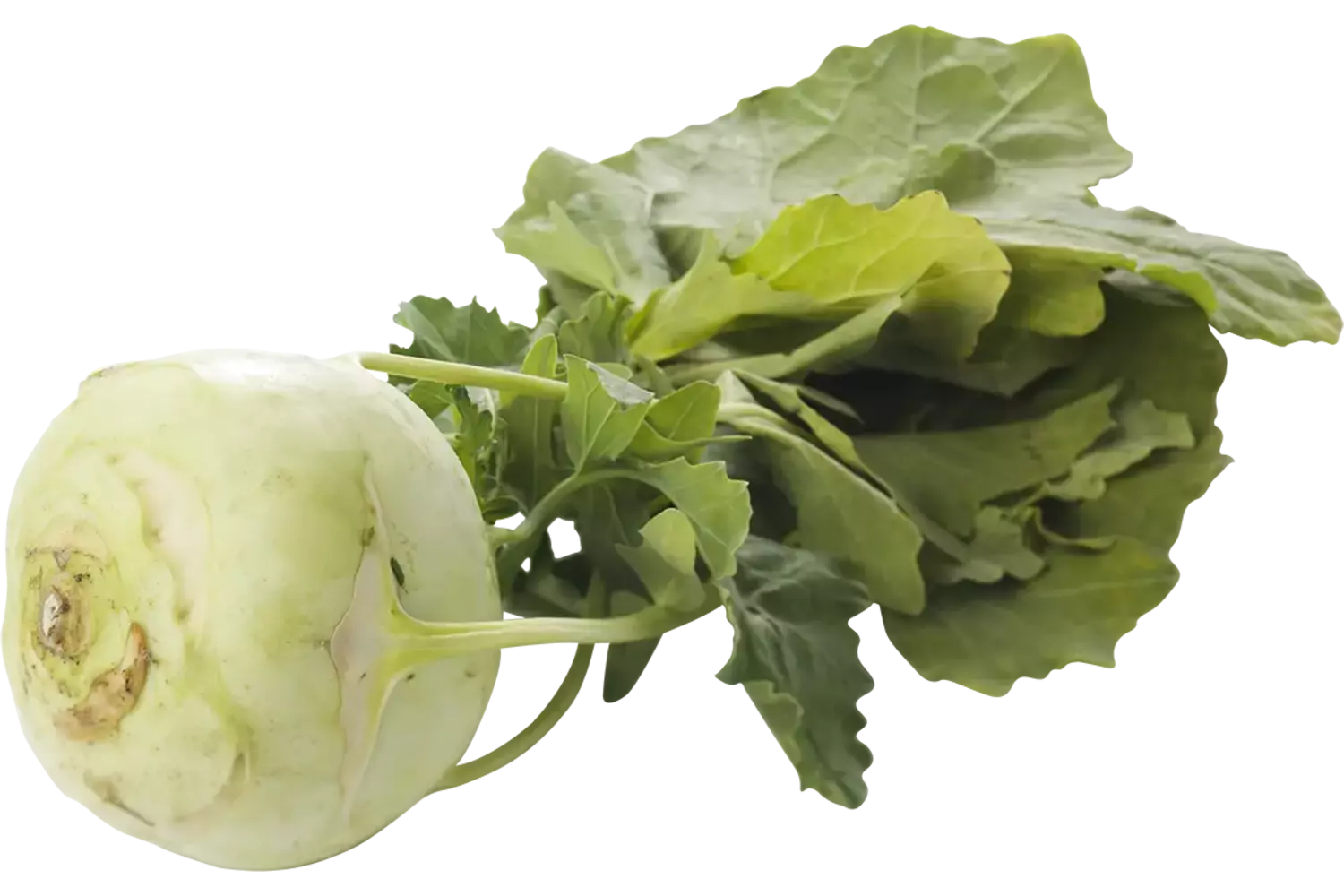 Koolrabi