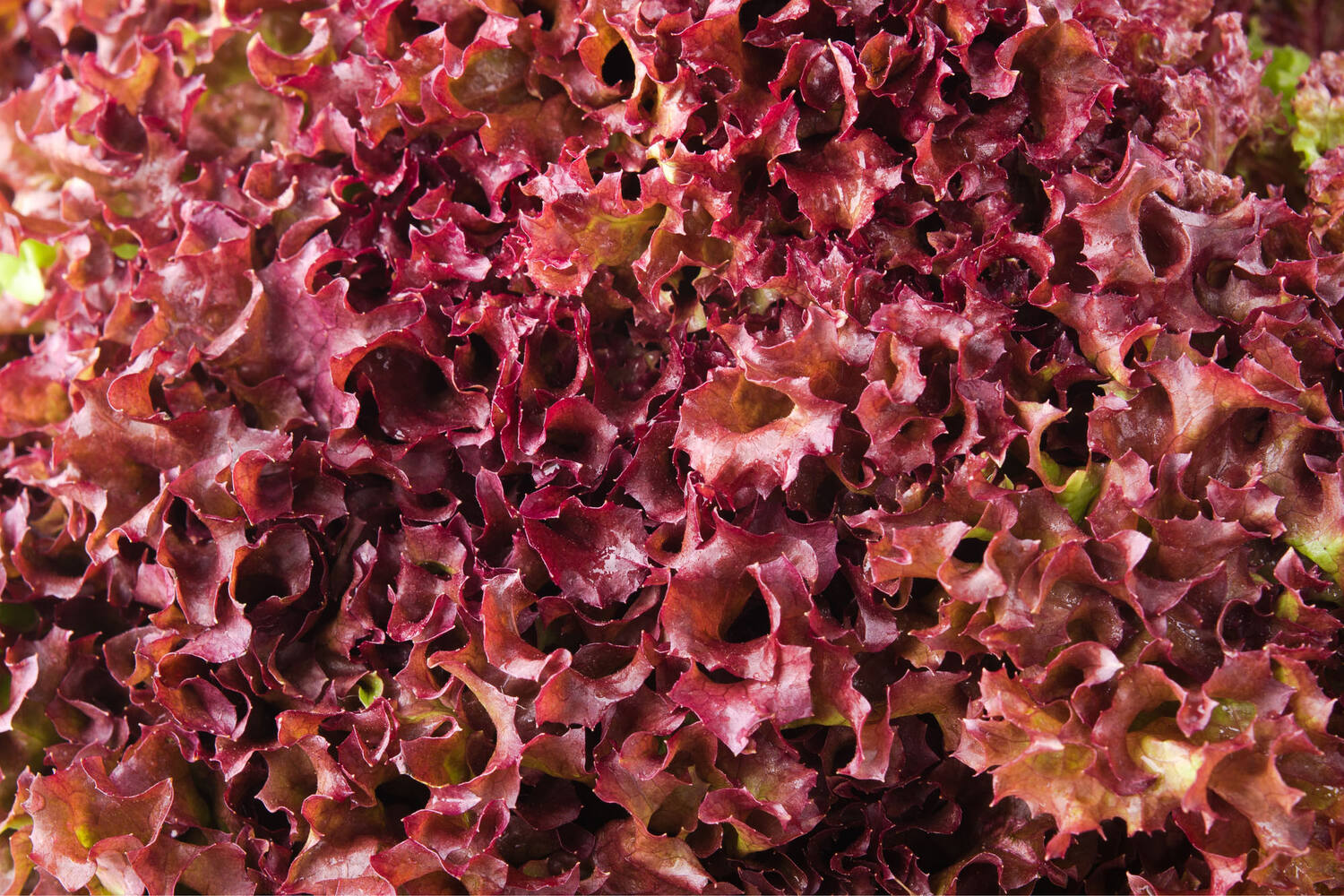 Lollo Rosso