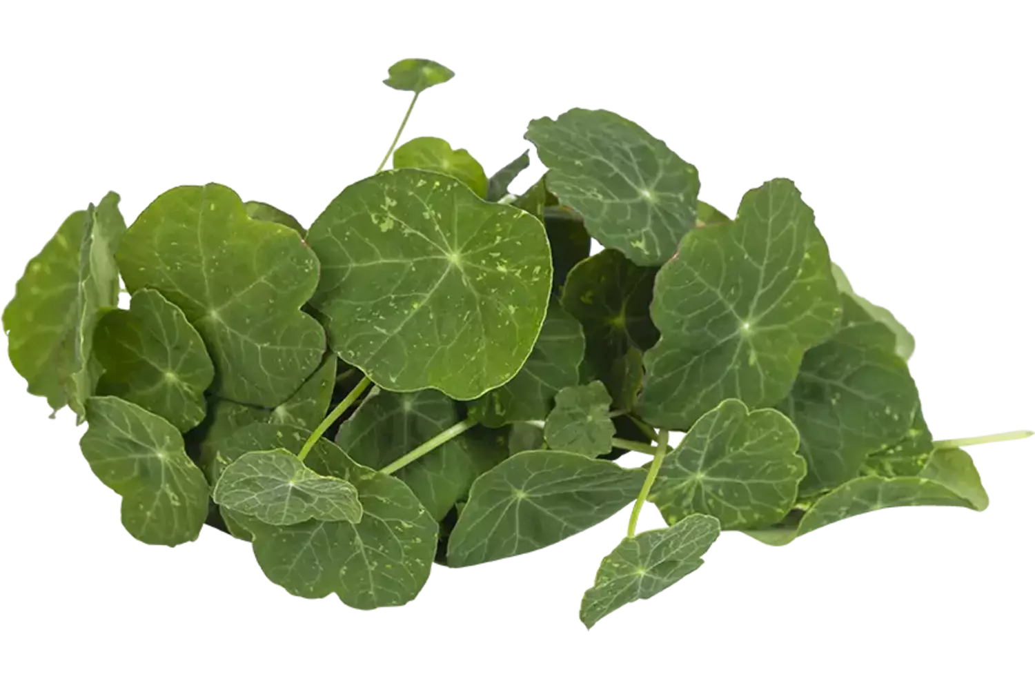 Oost-Indische kers