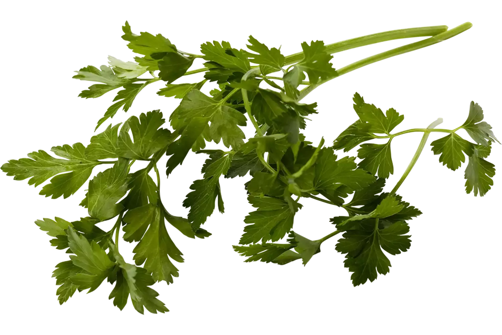 Platte peterselie