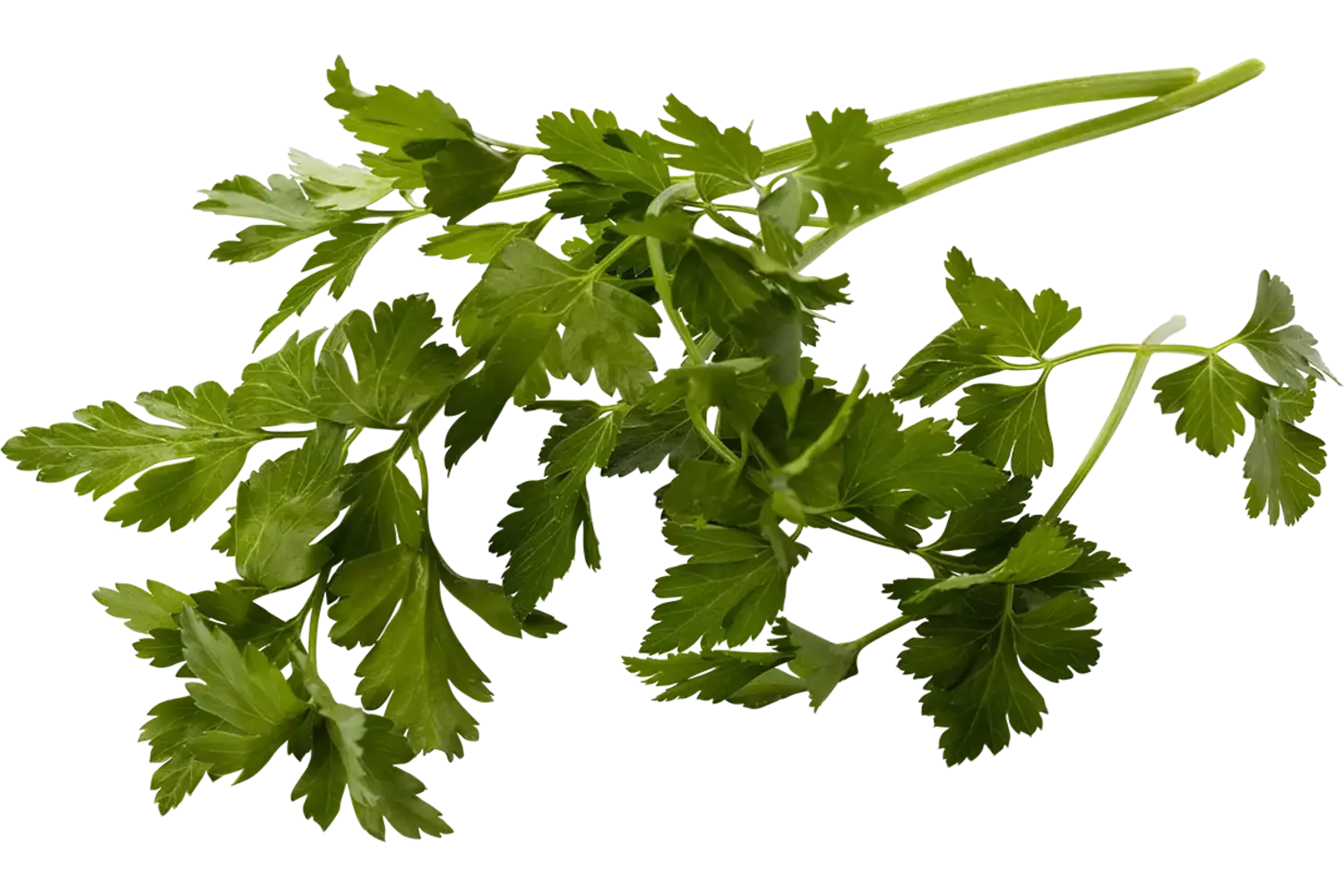 Platte peterselie