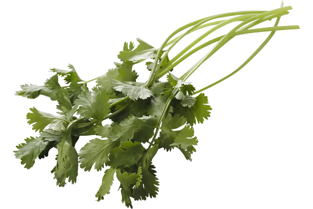 Koriander