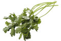 Koriander