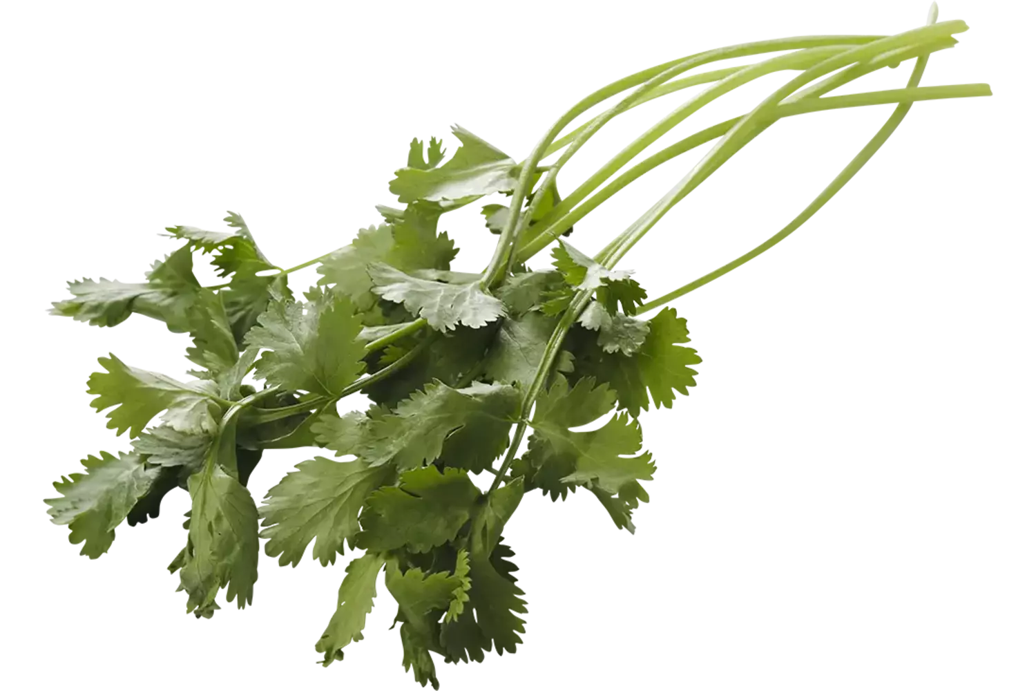 Koriander