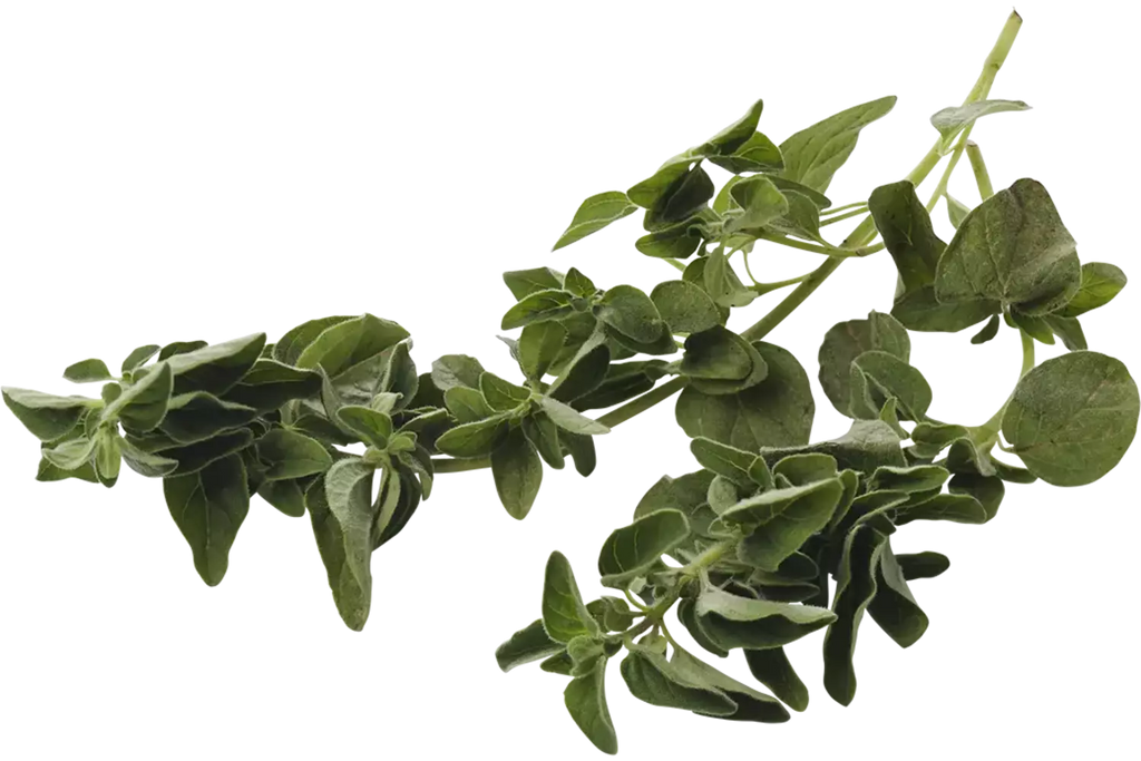 Oregano