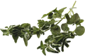 Oregano