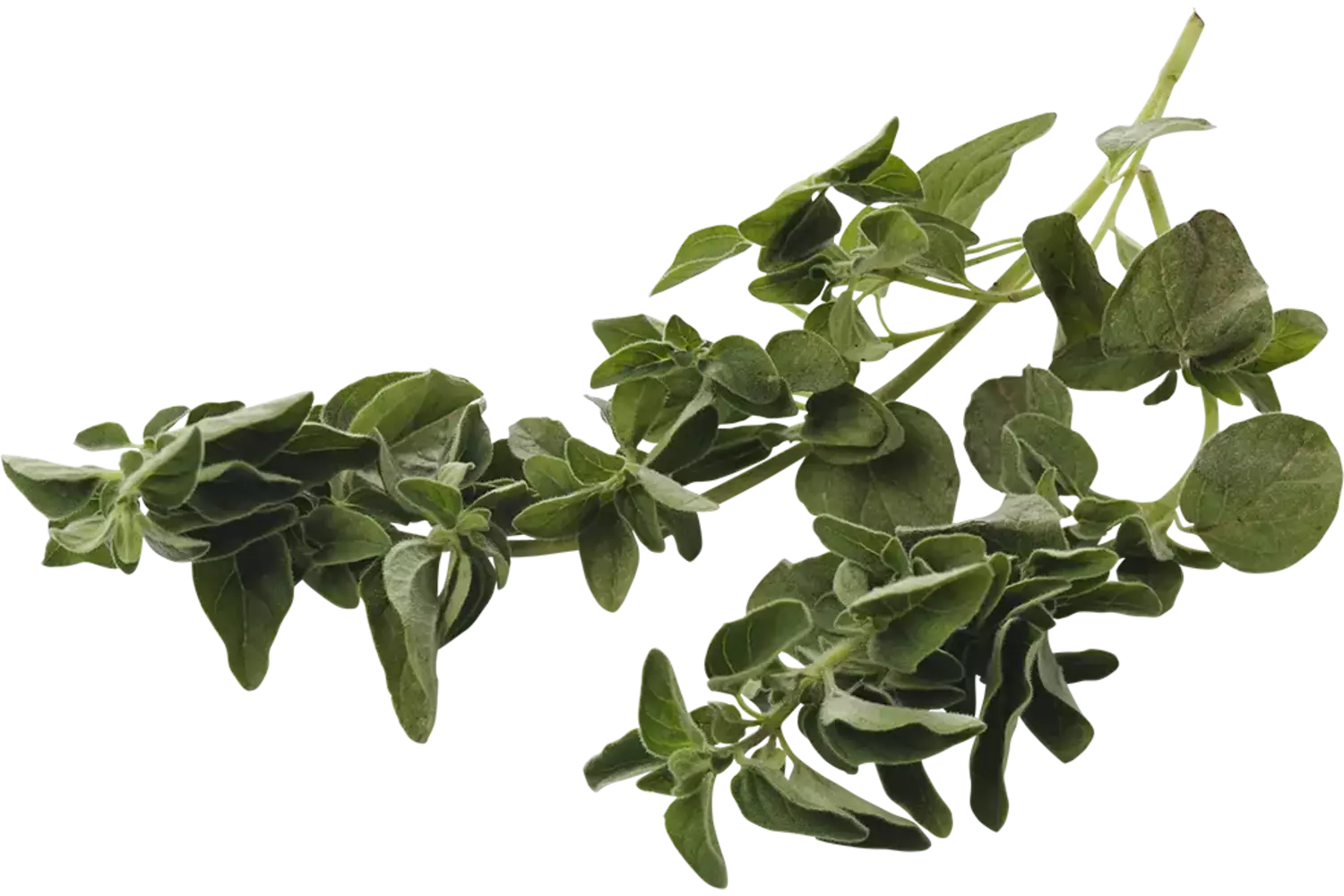 Oregano