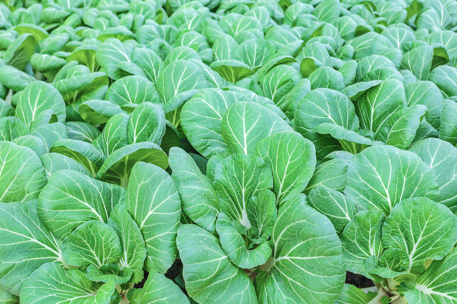 Paksoi