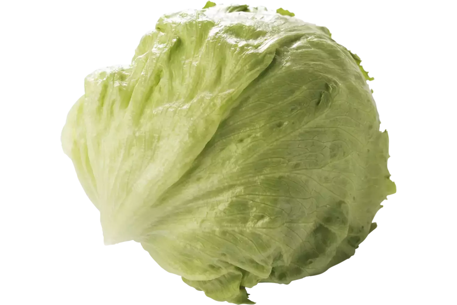 Ijsbergsla